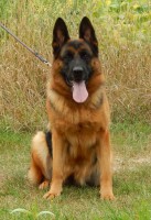 /album/photos-cessi/cessi-4-roky-jpg/